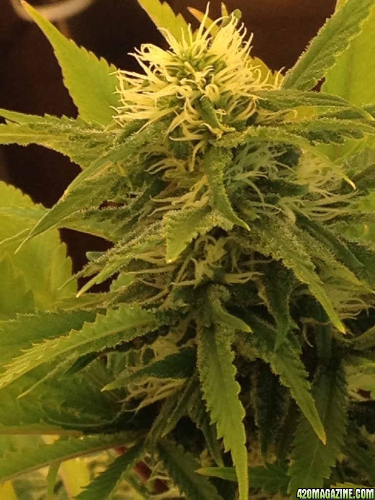 Skunk #1 COLA Flower Day 29