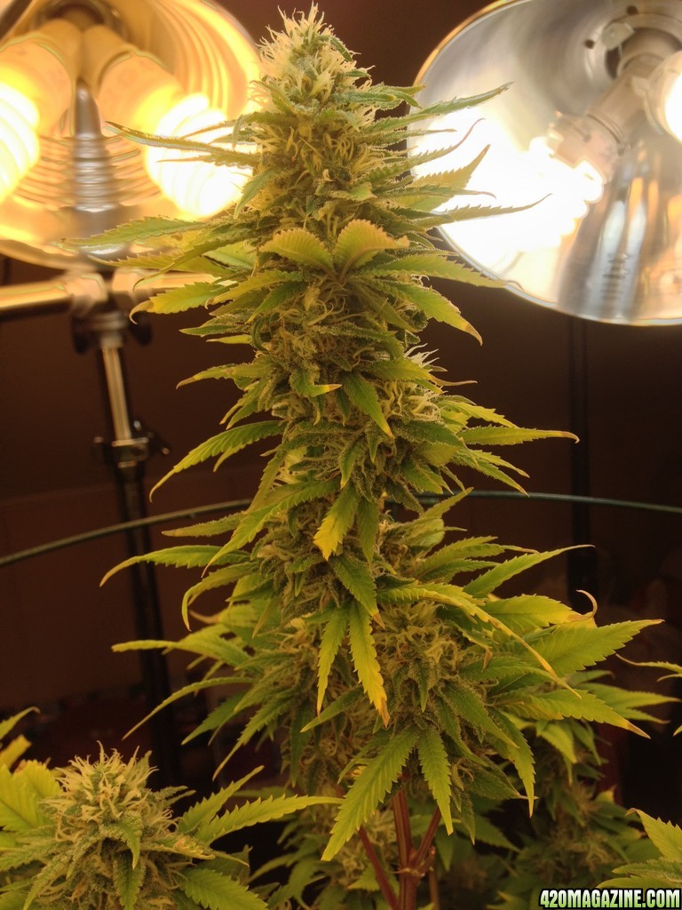 Skunk #1 COLA Flower Day 42