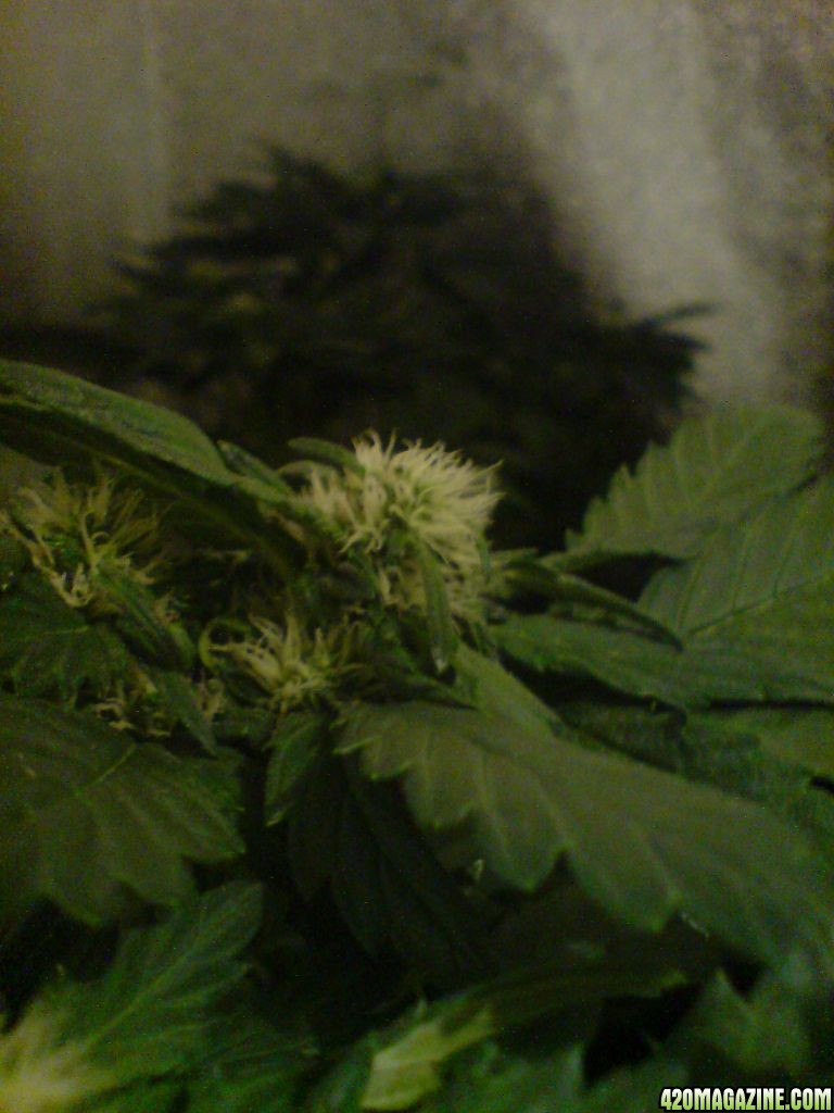 Skunk #1 in flower for 2 weeks