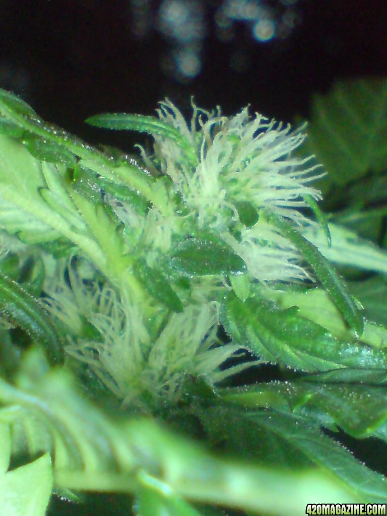 Skunk #1 in flower for 2 weeks