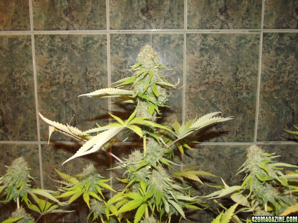 skunk 1 week 7 flowering