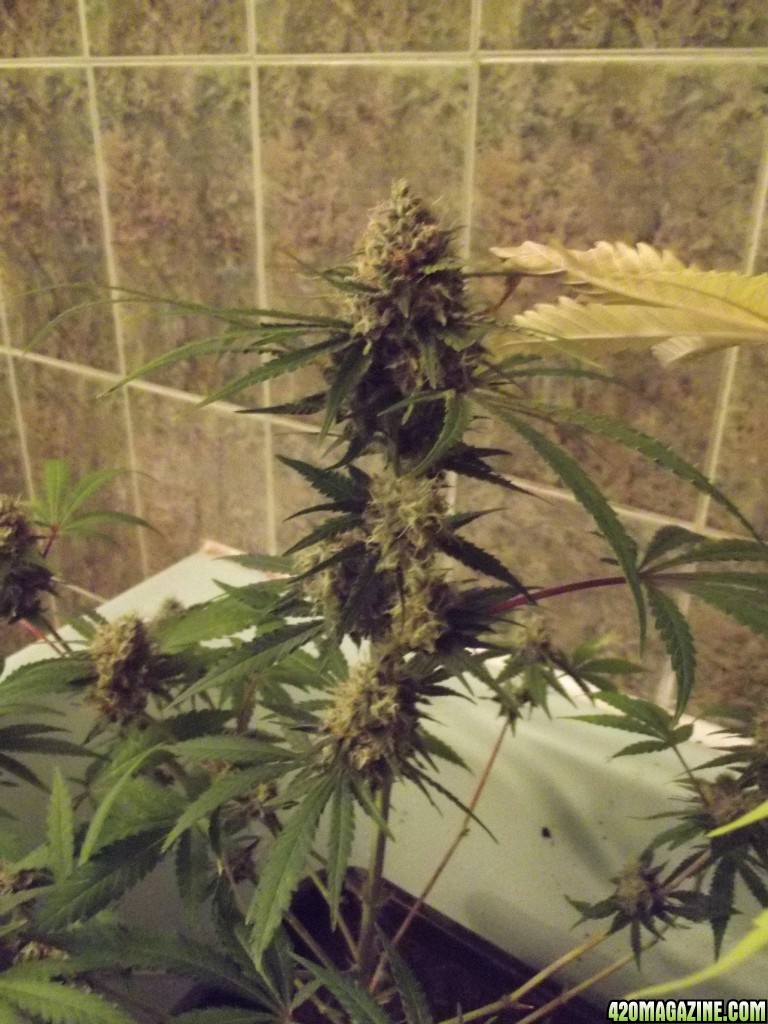 skunk 1 week 7 flowering