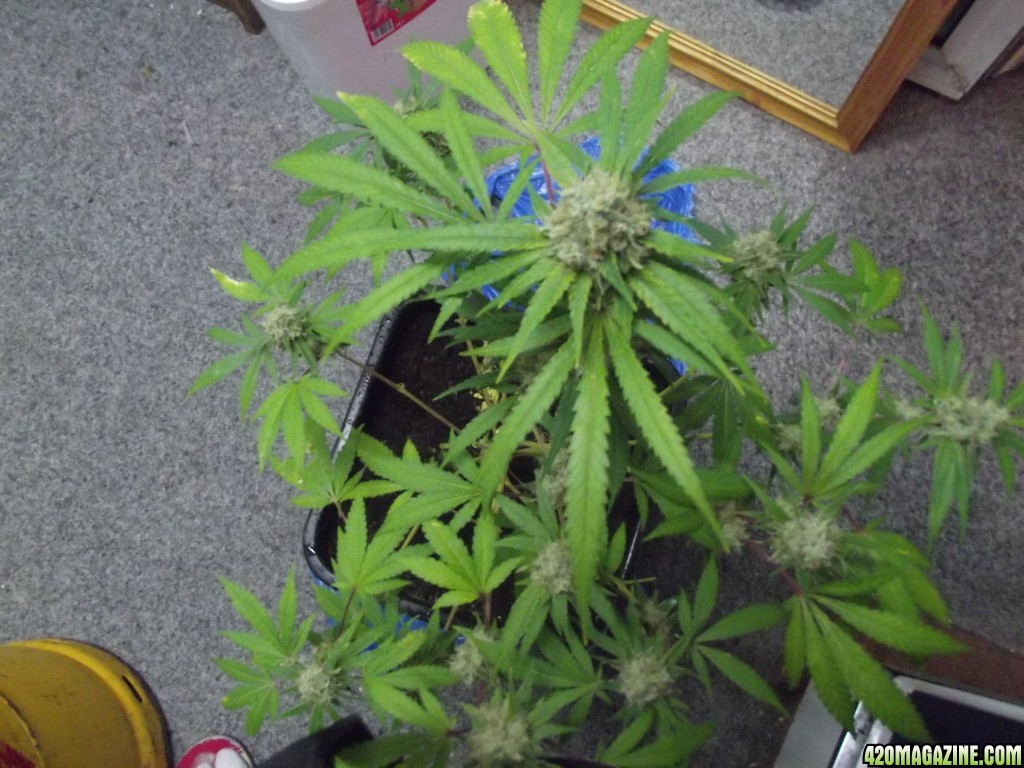 skunk 1 week 7 flowering