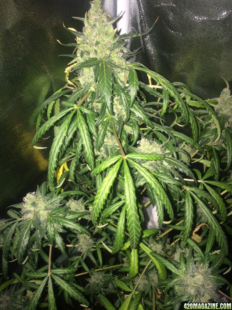 Skunk#1