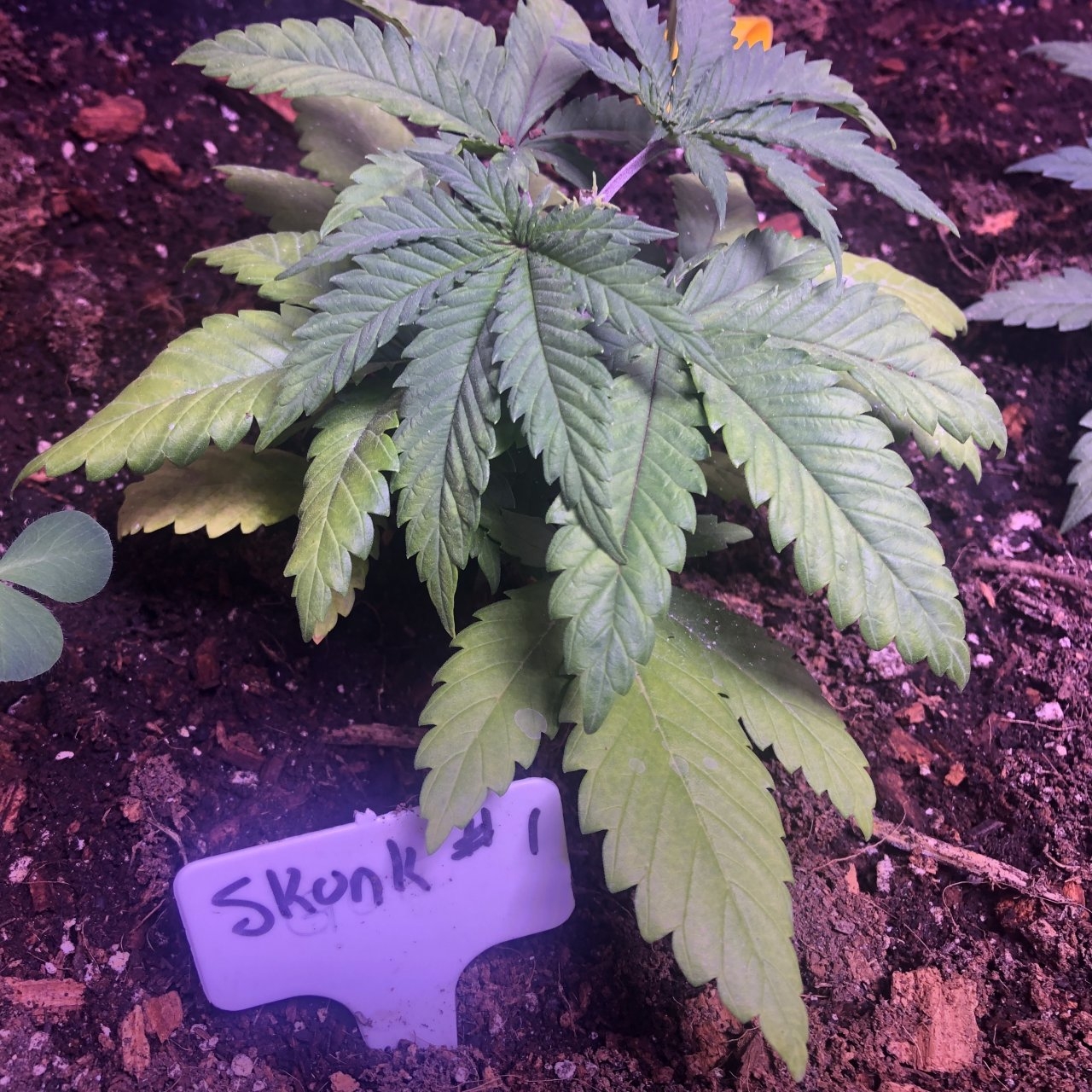 Skunk #1