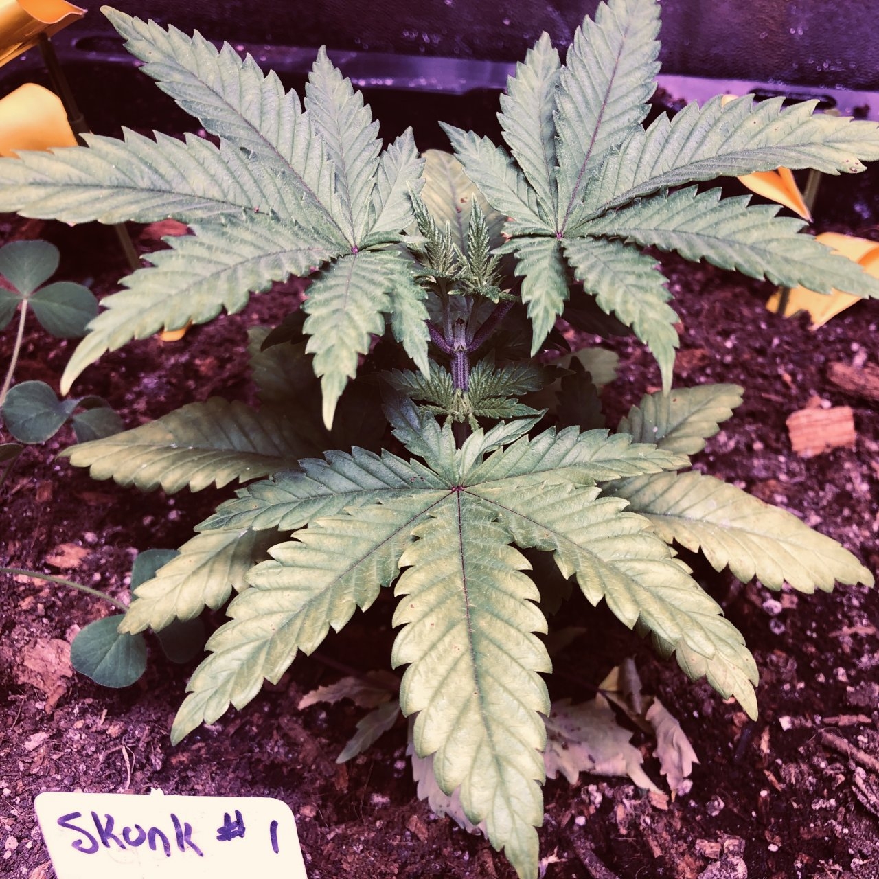 Skunk 1