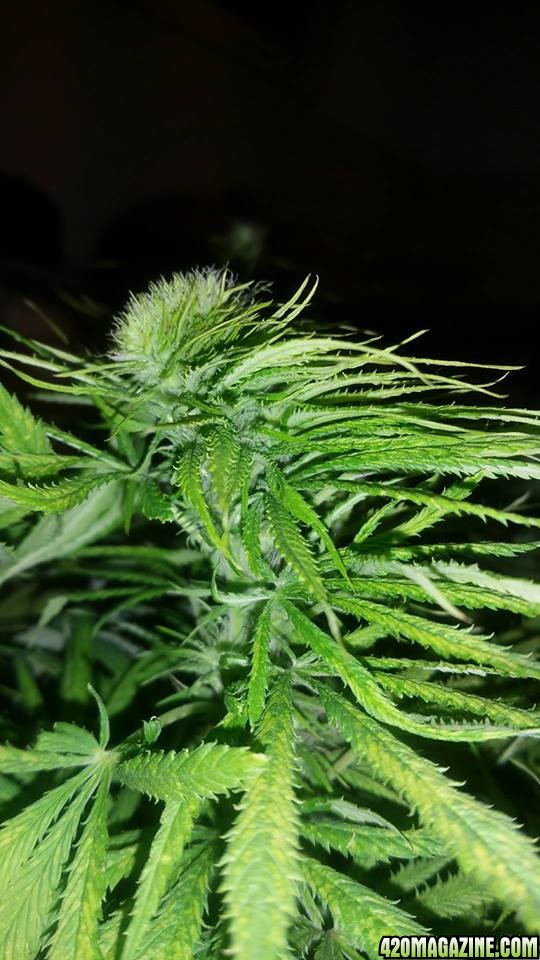 Skunk 11 weeks old, 4 weeks flowering