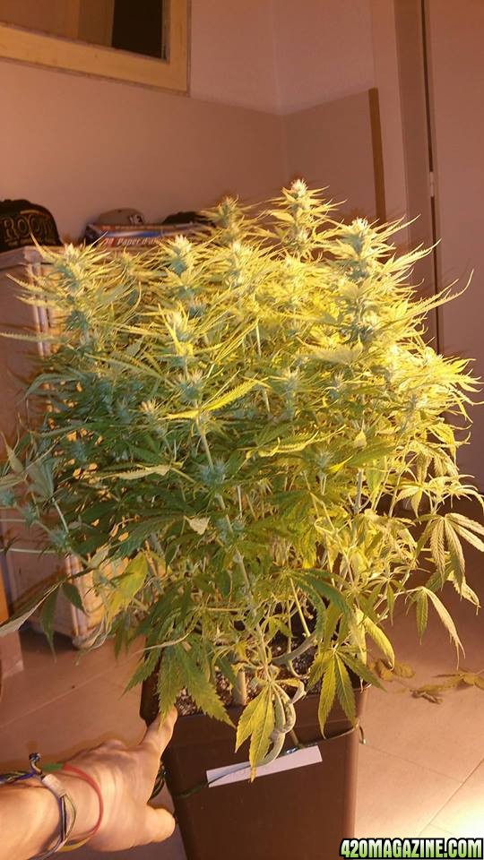 Skunk 11 weeks old, 4 weeks flowering