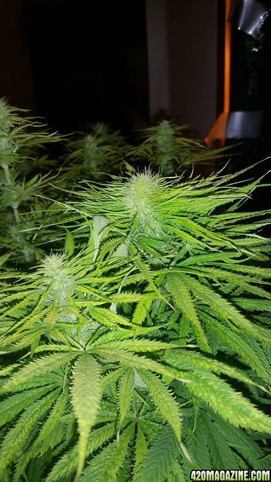 Skunk 11 weeks old, 4 weeks flowering