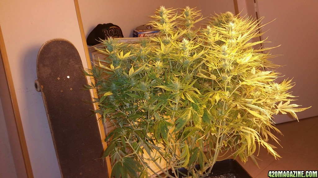 Skunk 11 weeks old, 4 weeks flowering