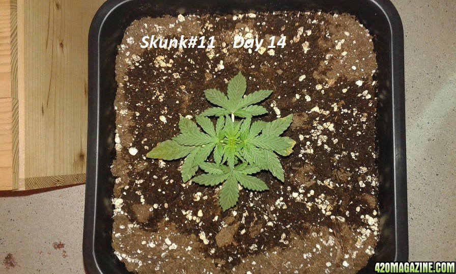 Skunk#11