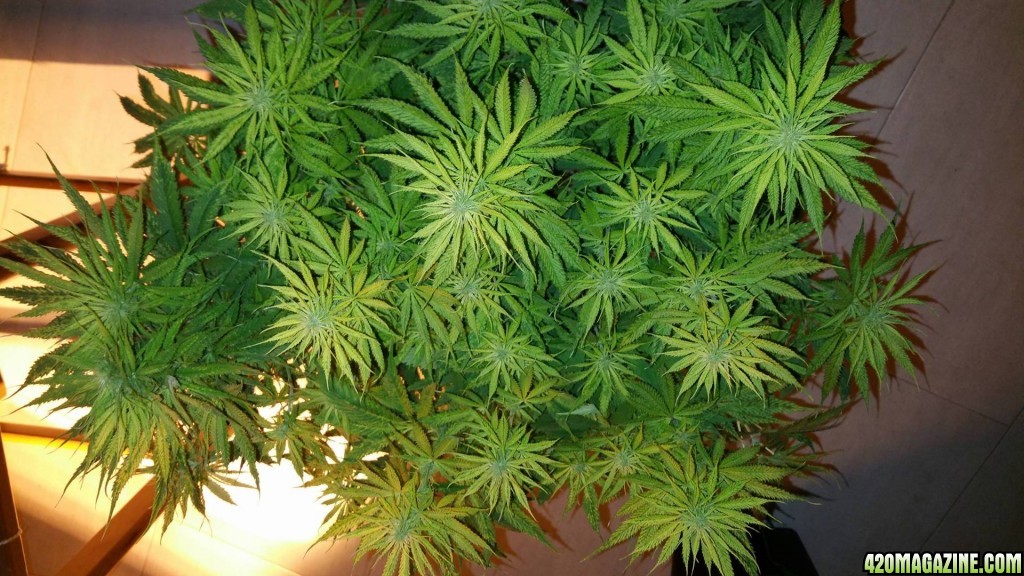 skunk 3 weeks flowering