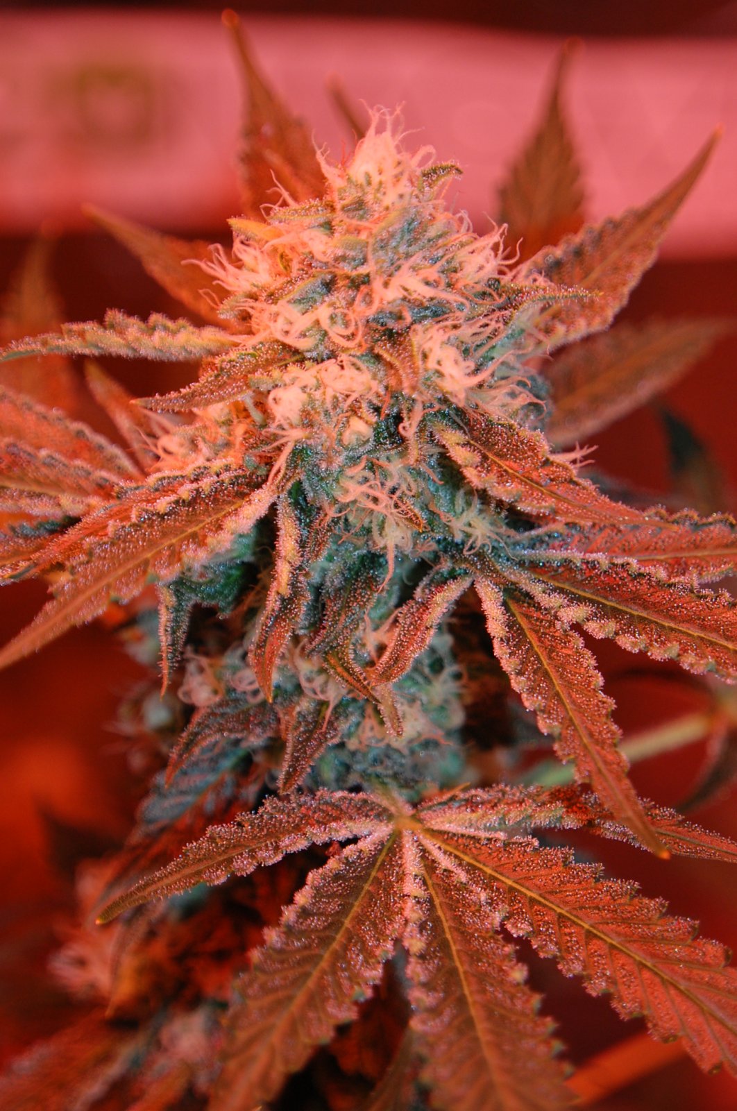 skunk-grow-journal-pic158.JPG