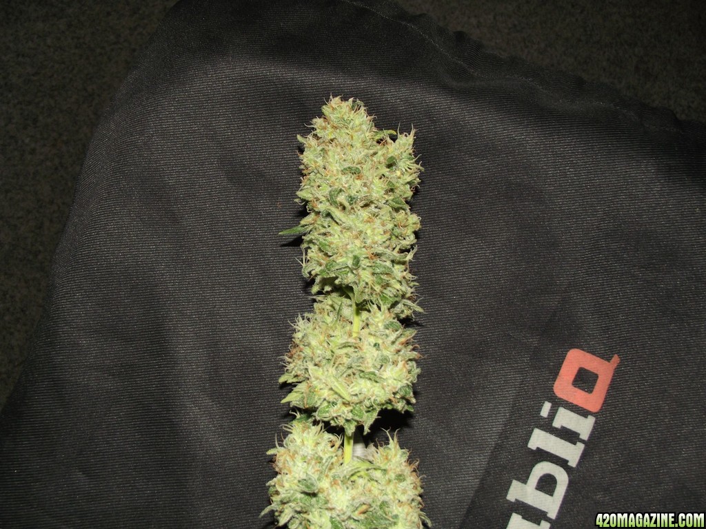 skunk no1 sensi seeds buds