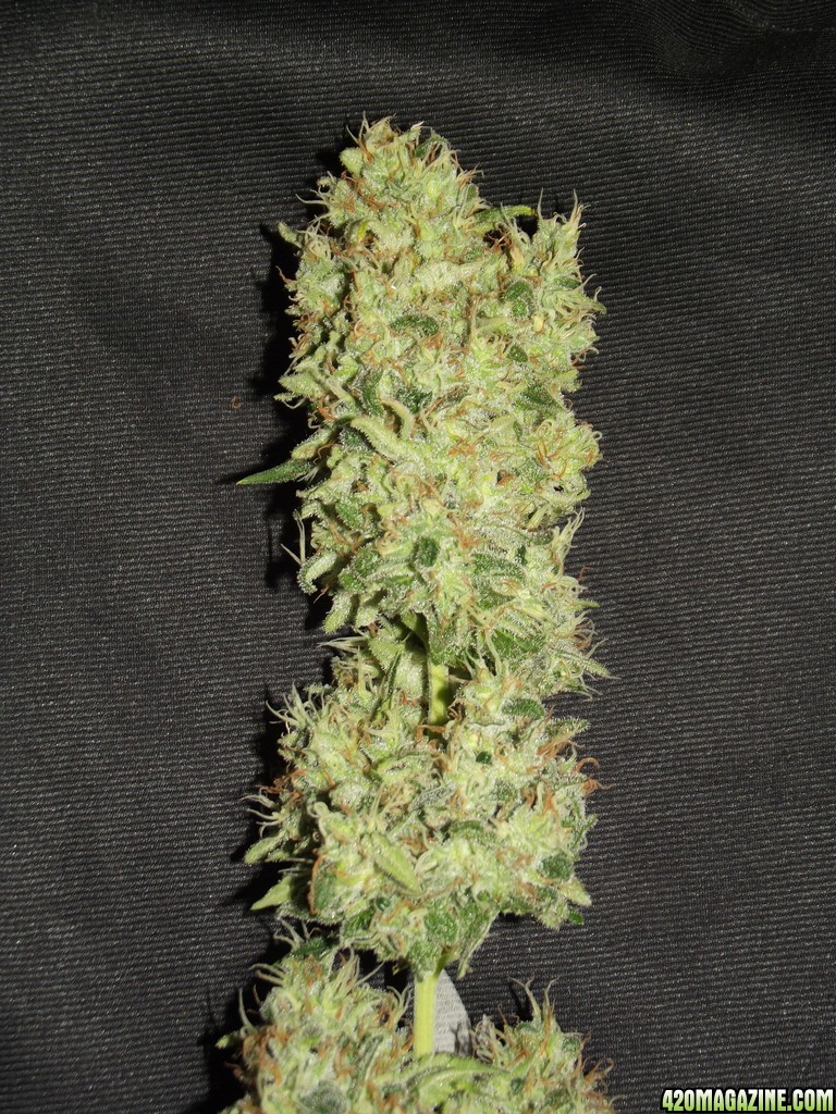 skunk no1 sensi seeds buds