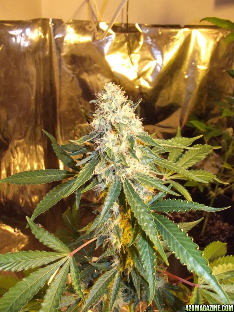 skunk no1 sensi seeds