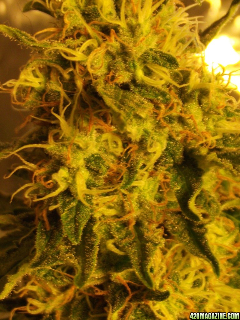 skunk no1 sensi seeds