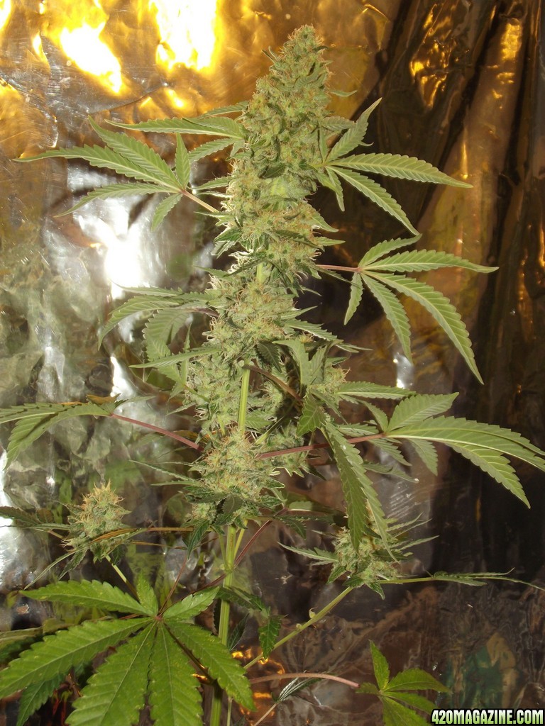 skunk no1 sensi seeds