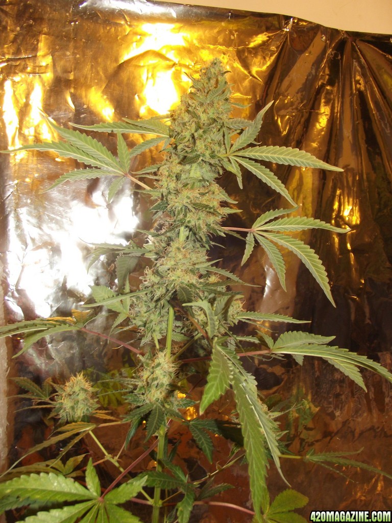 skunk no1 sensi seeds