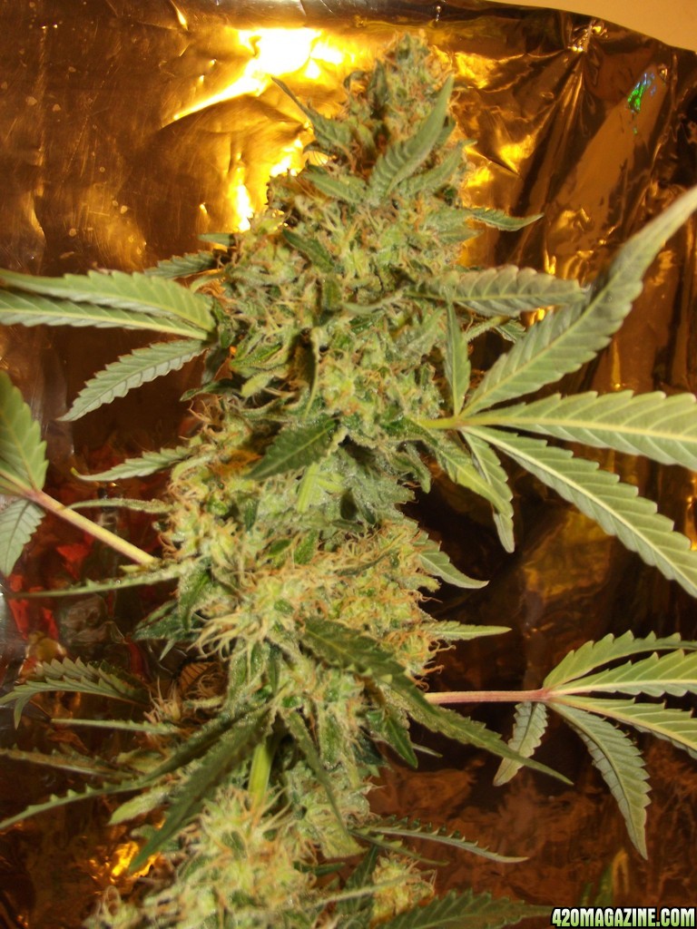 skunk no1 sensi seeds