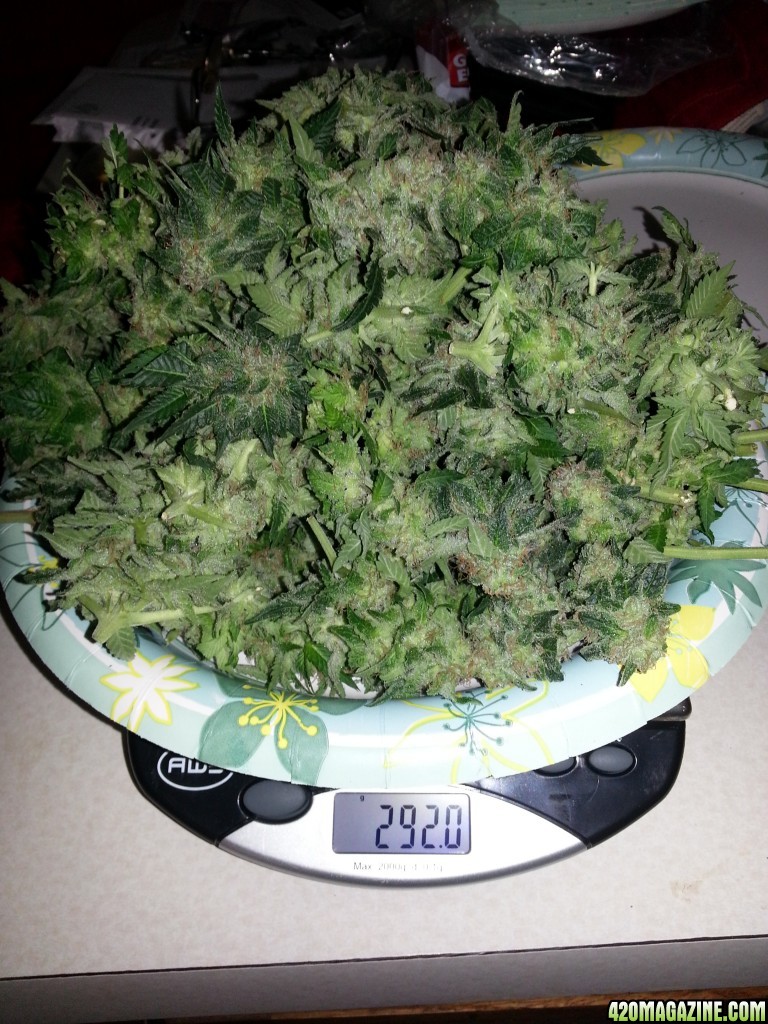 Skunk Northern Lights Harvest