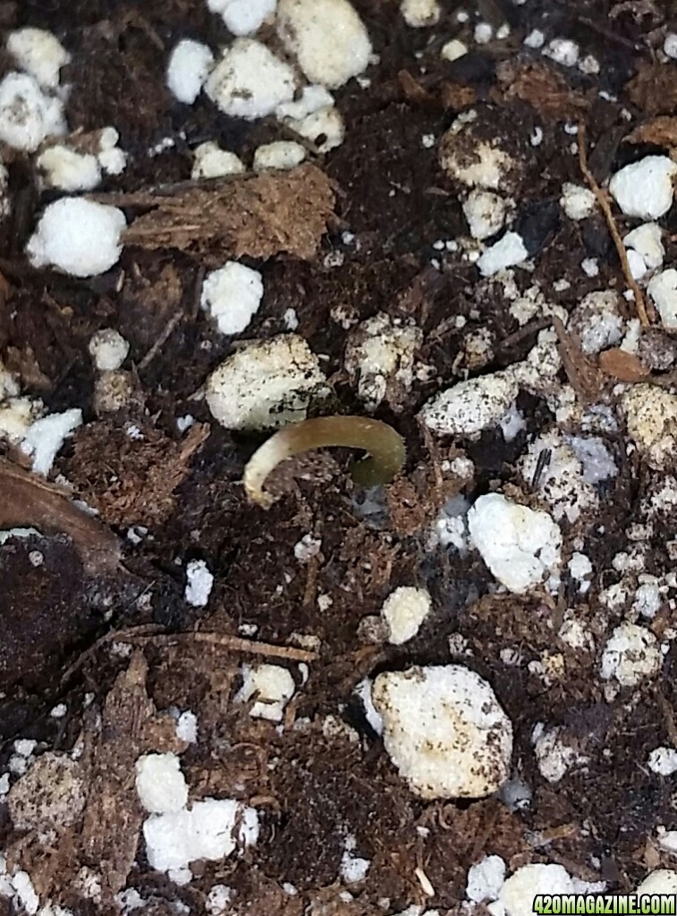 Skunk seedlings