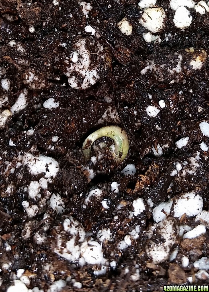 Skunk seedlings