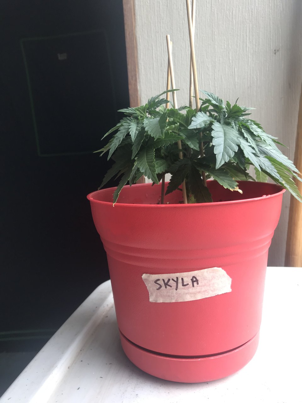 Skunk Special-Day 39-a.JPG