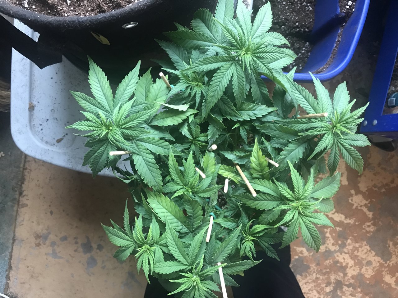 Skunk Special-Day 53-h.JPG