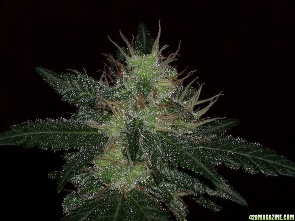 Skunk37