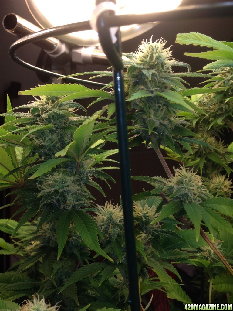 Skunk_1_-_Buds_-_Day_36