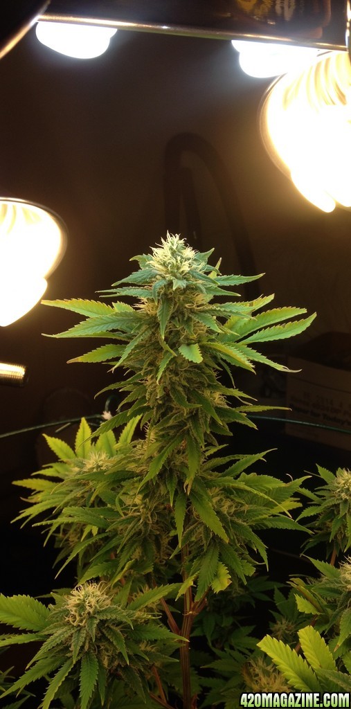 Skunk_1_-_COLA_-_Day_36_2