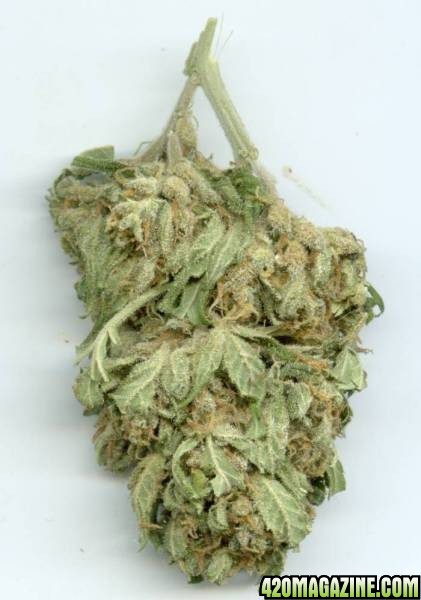 skunk_diesel