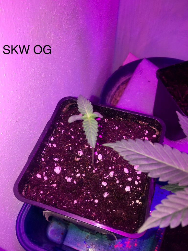 Skywalker og