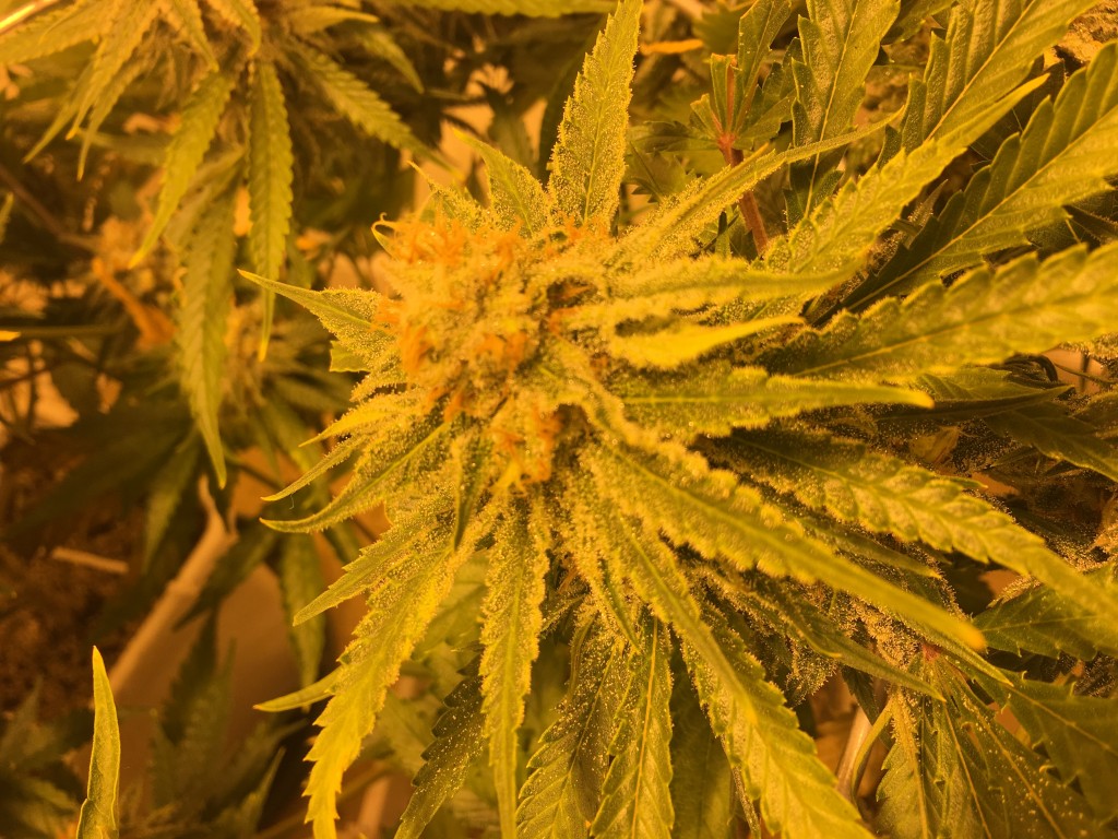 SLH bud week 7