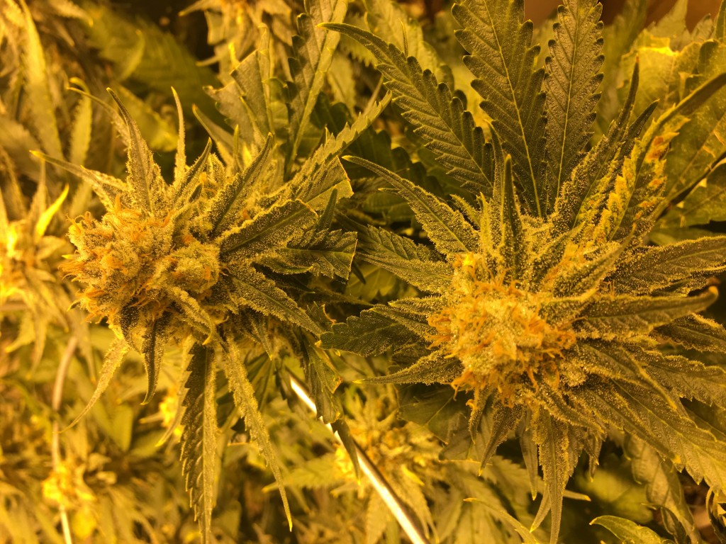 Slh bud week 8