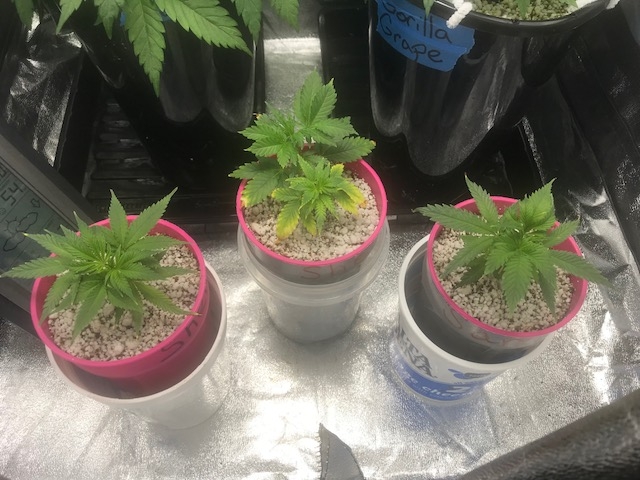 SLH Clones