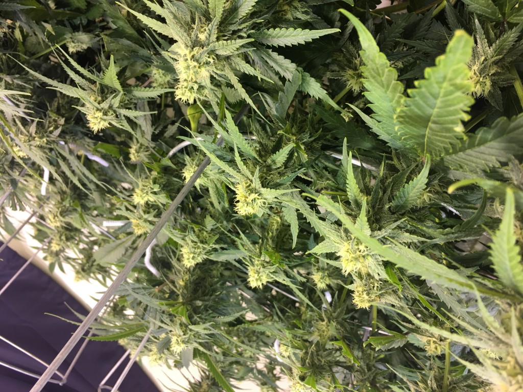 SLH week 5 bud