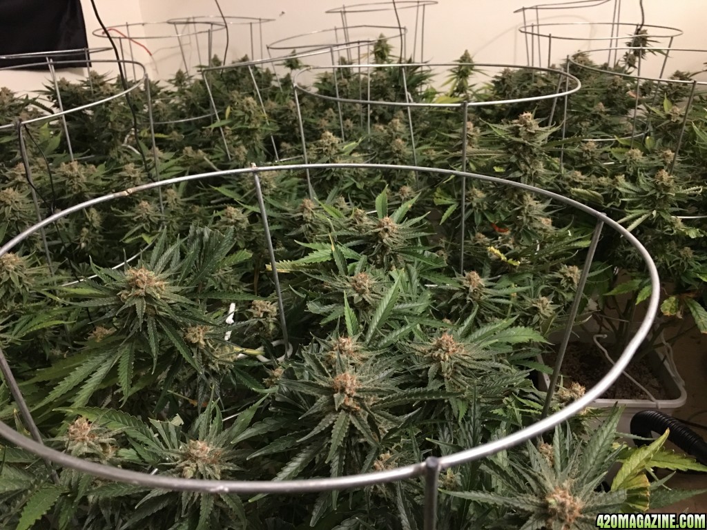 SLH week 9 canopy