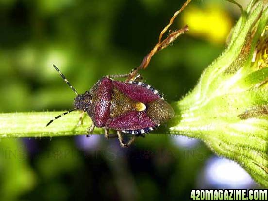 sloe-shield-bug