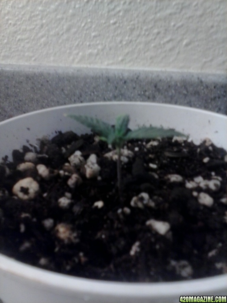 slow seedling growth