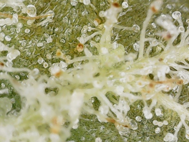 Slur 10-14-23 END trichs (1).jpg