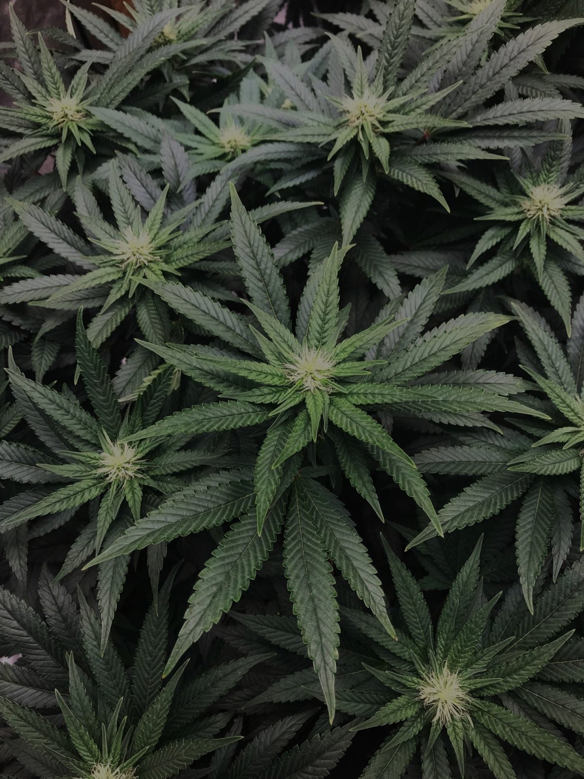 Slur 8-25-23 F24 buds.jpg