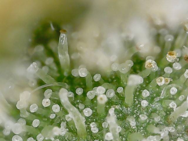 Slur trichs 10-11-23 F71 (2).jpg