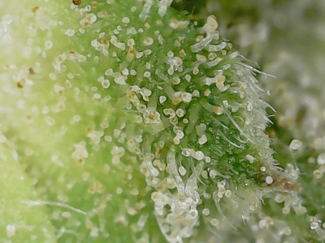 Slur trichs 10-11-23 F71 (5).jpg