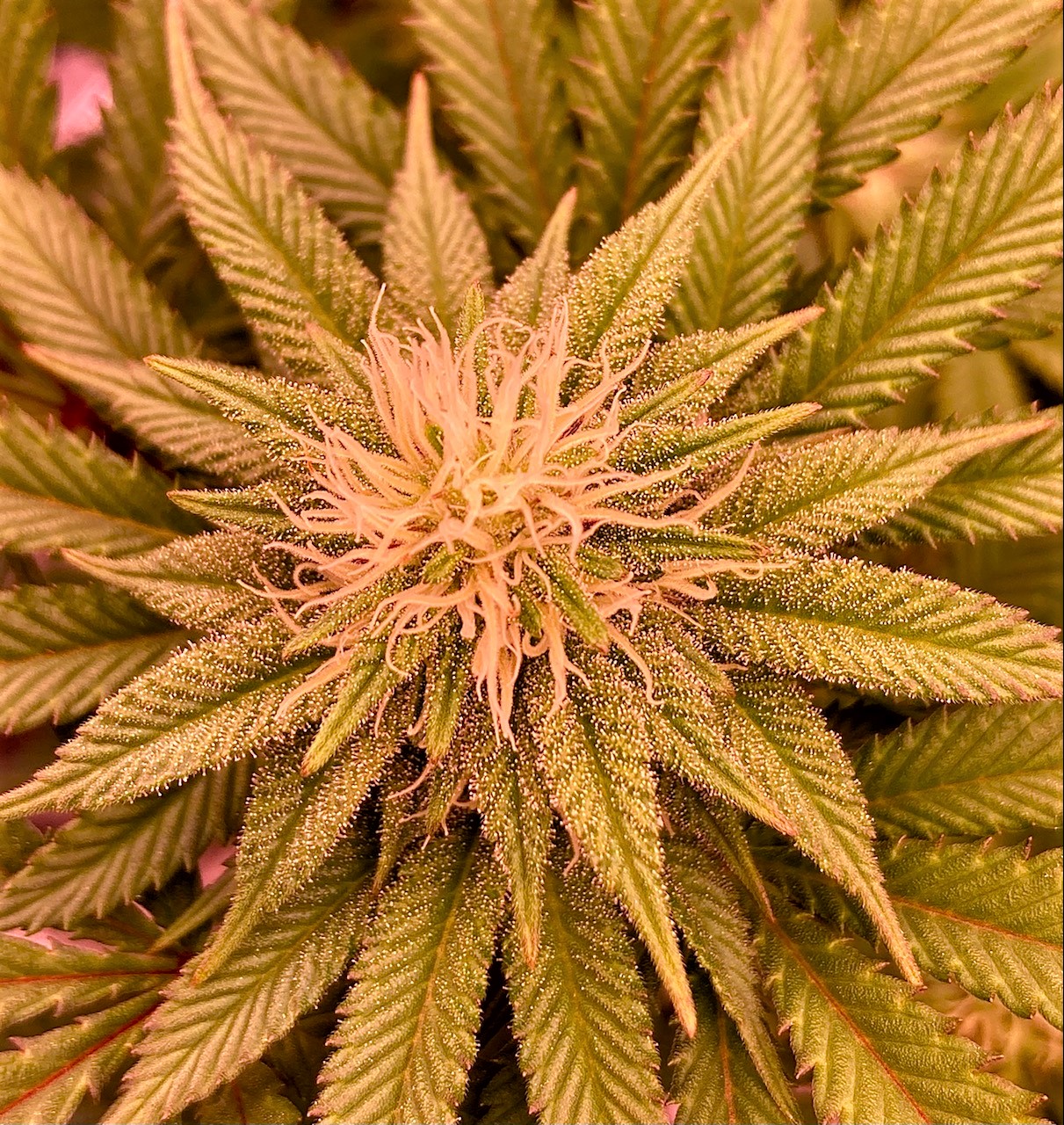 Slurricane Bud 2 October 19.jpg