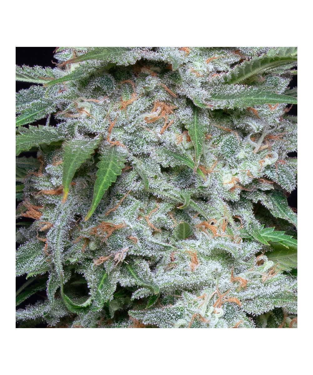 Slurricane Strain-4.jpg