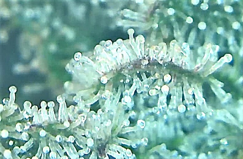 Slurricane trichomes.jpg