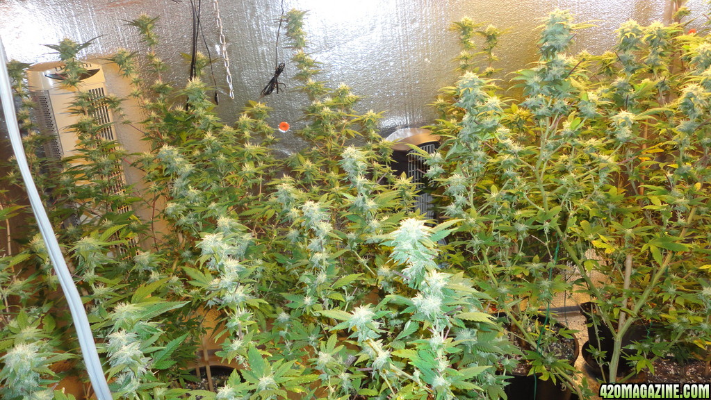 Smacsidhe first grow mixed crop