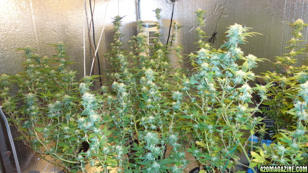 Smacsidhe first grow mixed crop